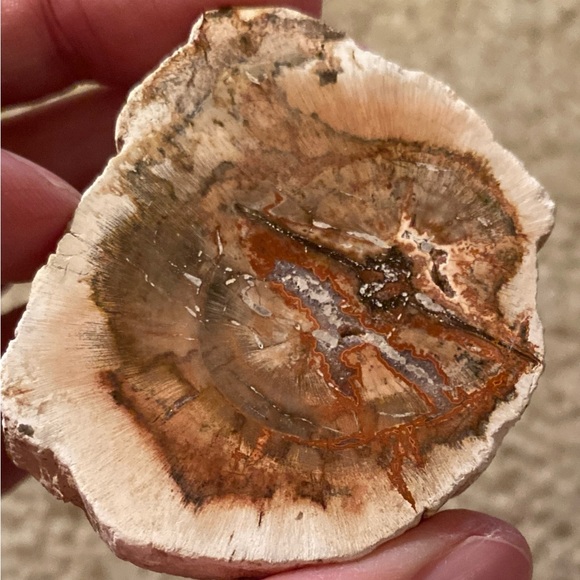 Petrified Wood Slice - Picture 10 of 11